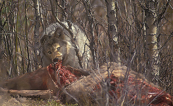 wlf-054-f