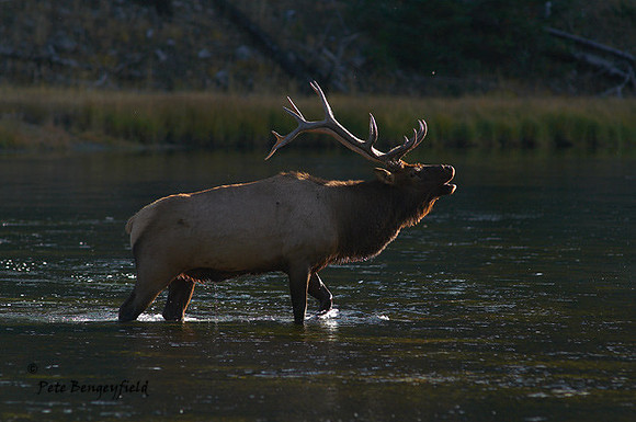 ELK-4589-d