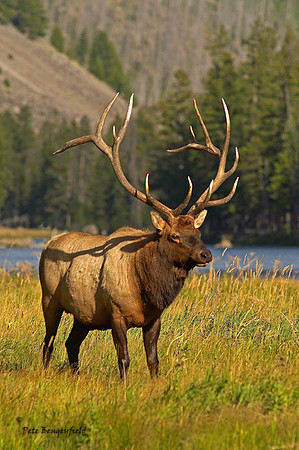 ELK-4509-d