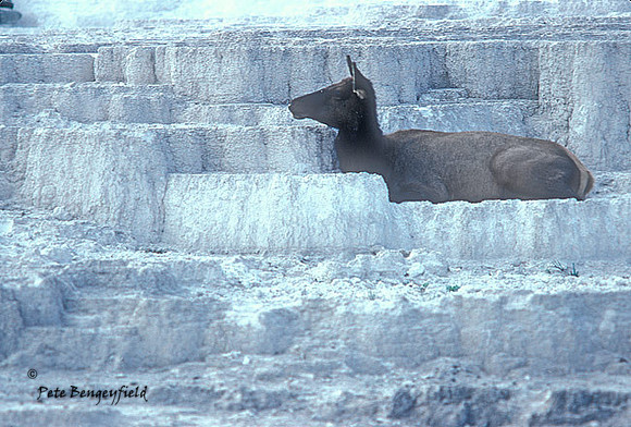 elk-2219-e