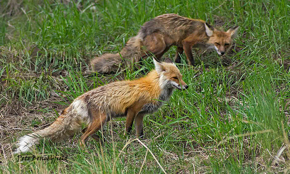 fox-438-d