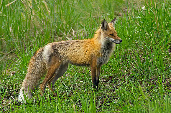 fox-440-d