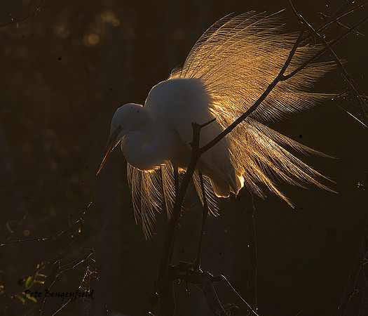 Dawn Display I