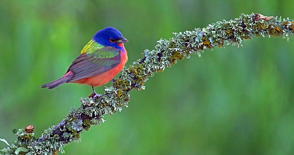 Colors