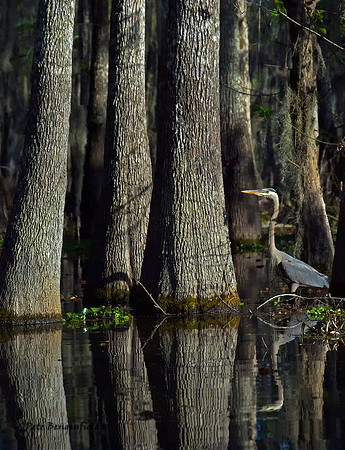 Cypress Heron