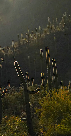 Fuzzy Cactus