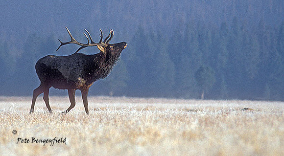 elk-1234-k