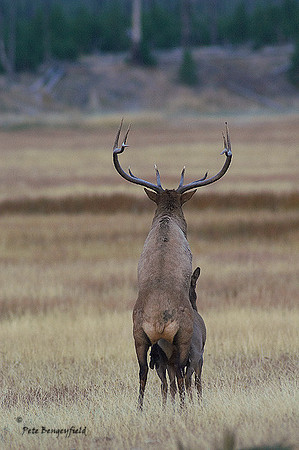 ELK-4541-d