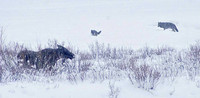 Wolves