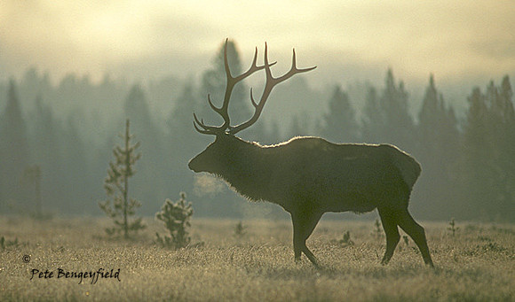 elk-1208-k