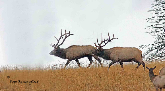 elk-4934-d