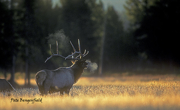 elk-1760-k