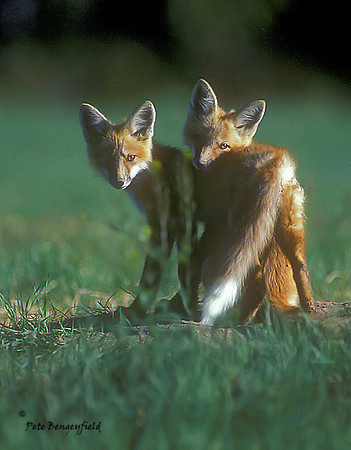 fox-105-k