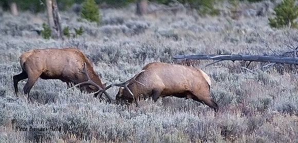elk-4838-d