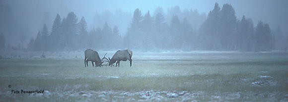 elk-0566-k