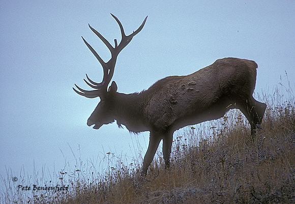 elk-0148-k