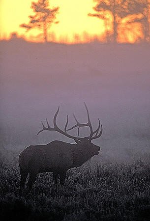 elk-4024-f