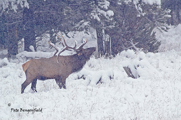 elk-4735-d