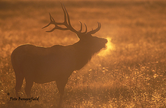 elk-3598-f