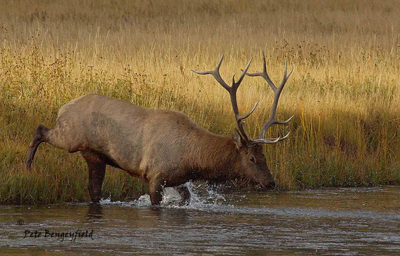 elk-4924-d