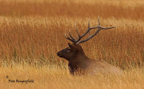 elk-4907-d