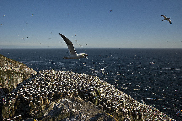 Gannet Rock