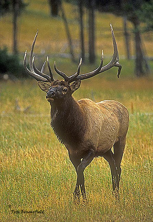 elk-2974-f