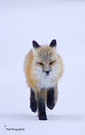 fox-367-d