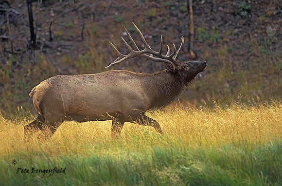 elk-2244-F