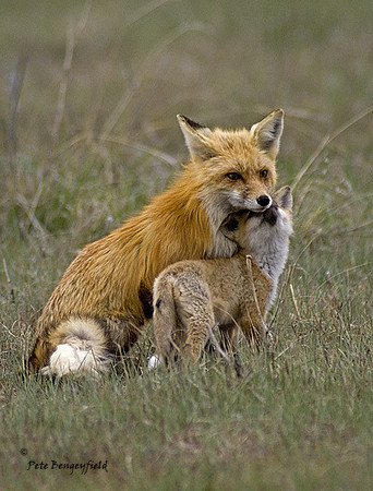 fox-386-d