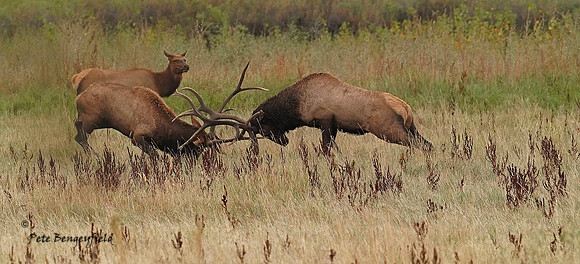 Bull Battle