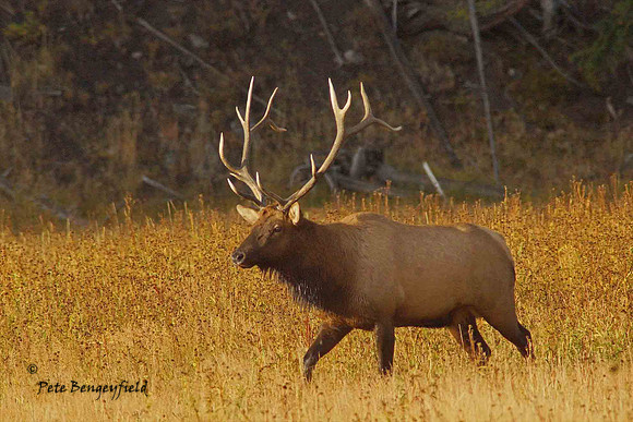 elk-4918-d