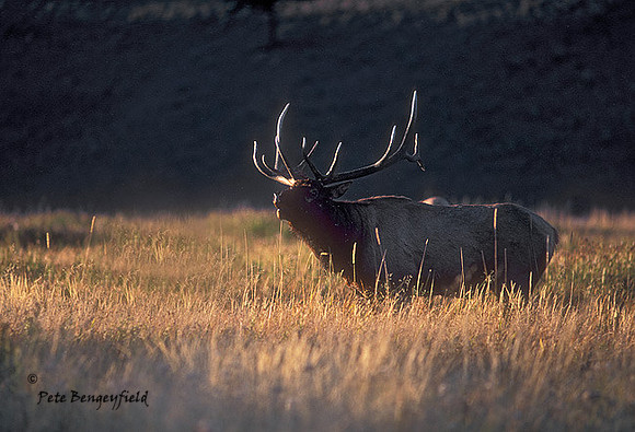 elk-0810-K