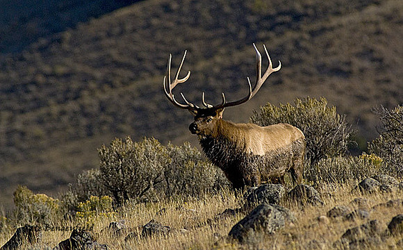 elk-4800-d