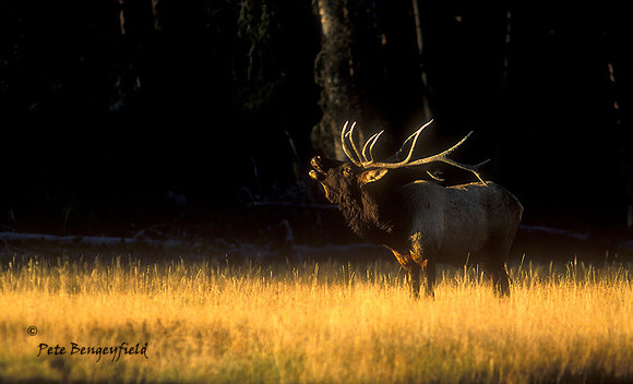 elk-2987-f