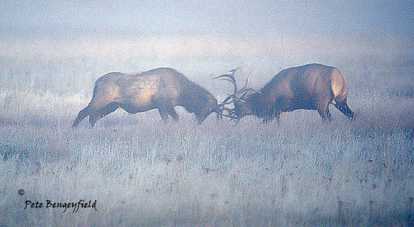 elk-4453-f