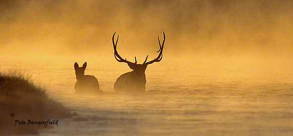elk-3378-f