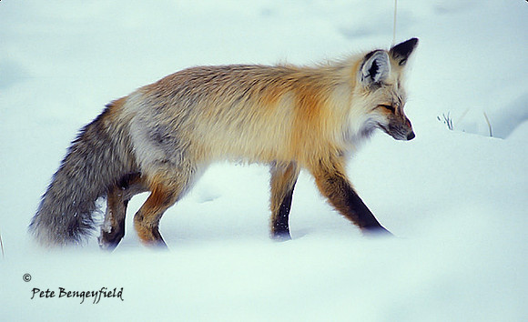 fox-271-f