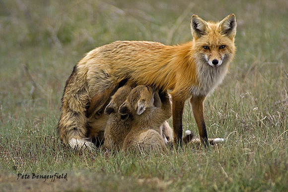 fox-377-d