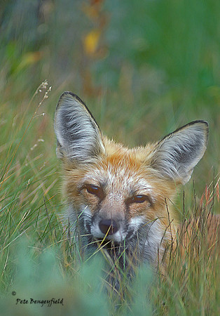 fox-196-k