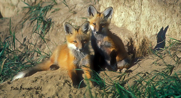 fox-032-k