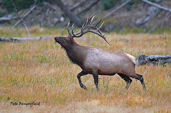 ELK-4599-d