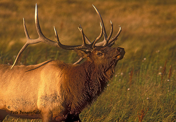 elk-2343-F
