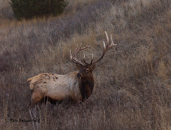 elk-4964-d