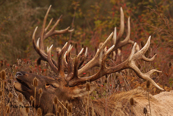 elk-4967-d