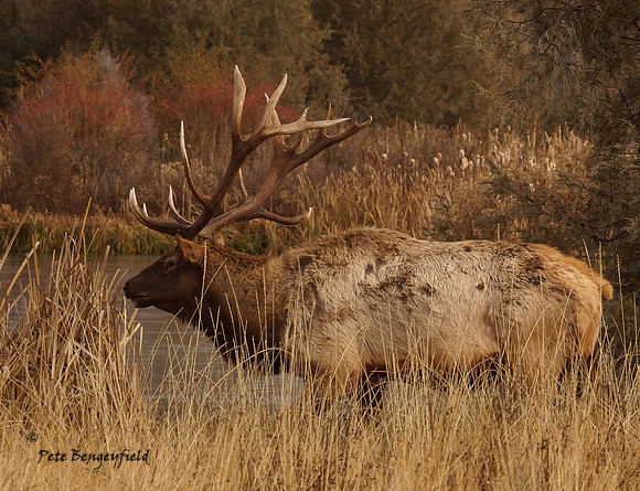 elk-4958-d
