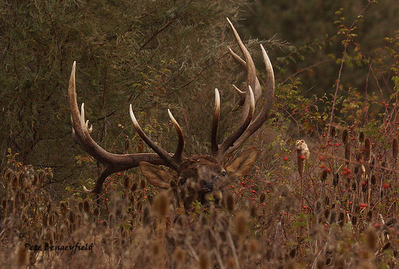 elk-4965-d