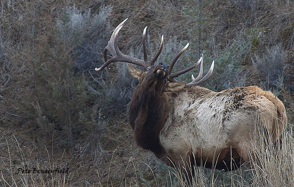 elk-4973-d