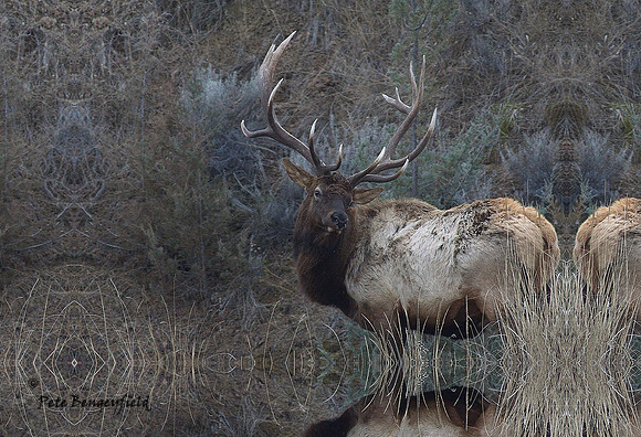 elk-4961-d