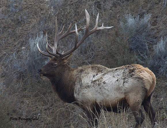 elk-4963-d